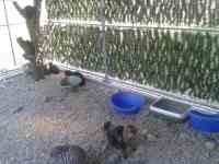 Courette extérieure du box commun chat